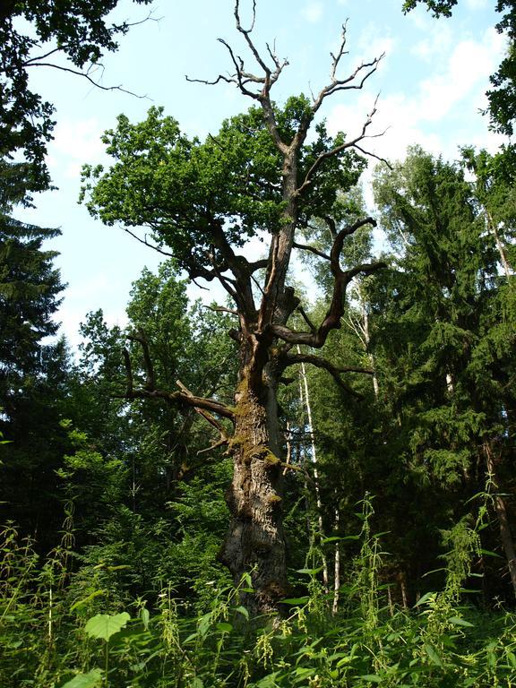 Kwiatowa Zagroda Białowieża Buitenkant foto