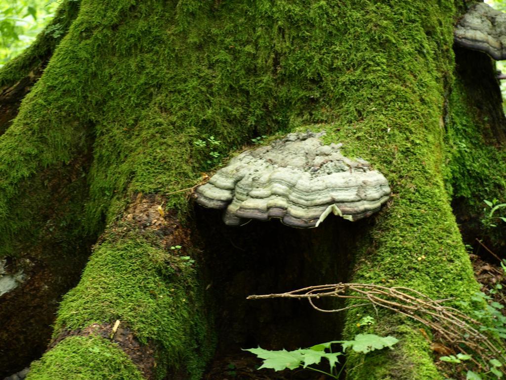 Kwiatowa Zagroda Białowieża Buitenkant foto