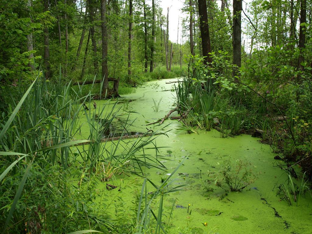 Kwiatowa Zagroda Białowieża Buitenkant foto